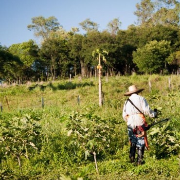 Advogado Especialista em Holding Rural em Professor Jamil